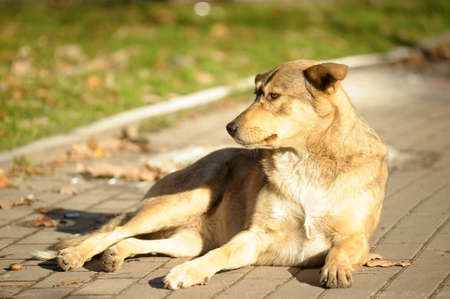 stray dog