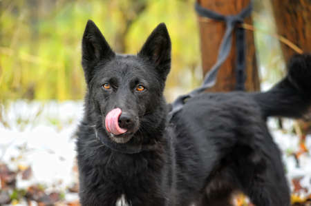 Black mongrel dogの写真素材