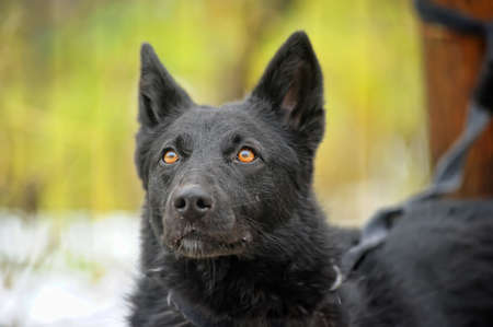 Black mongrel dog