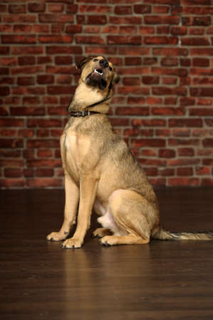 mongrel dogの写真素材