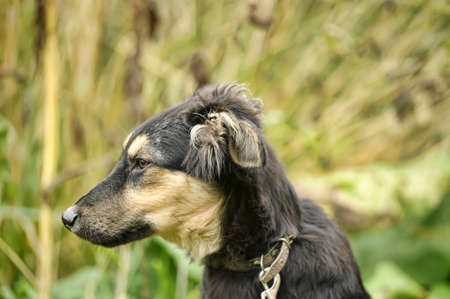 mongrel puppy
