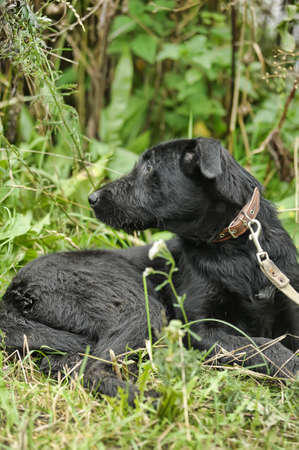black mongrel dog