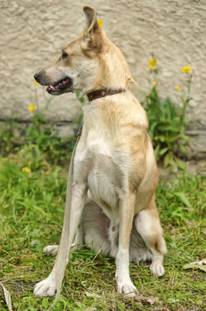 Half-breed hound dogの写真素材