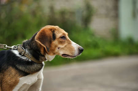 Half-breed hound dog