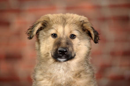 fluffy mongrel pup