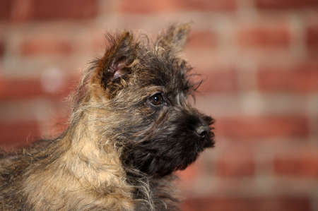 Dog terrier の写真素材