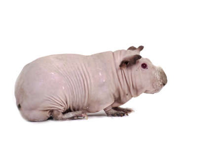 Funny skinny guinea pig on white backgroundの写真素材