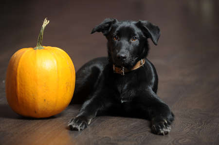 black puppyの写真素材