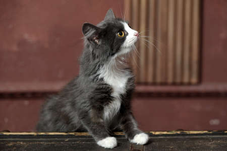 gray and white fluffy kittenの写真素材