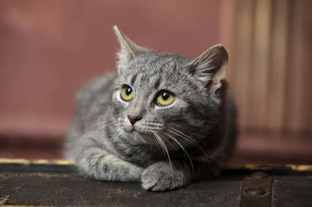 Gray catの写真素材
