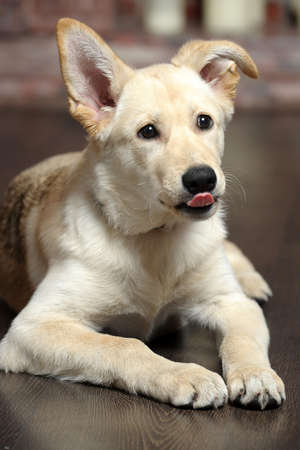 cute pale fawn puppy 