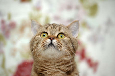 British catの写真素材