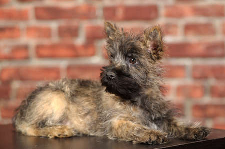 Terrier puppyの写真素材