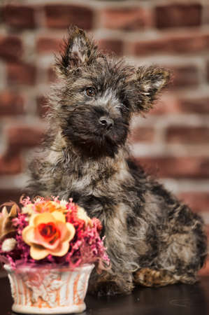 Terrier puppyの写真素材