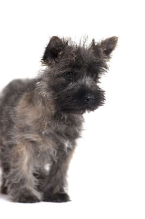 Terrier puppyの写真素材