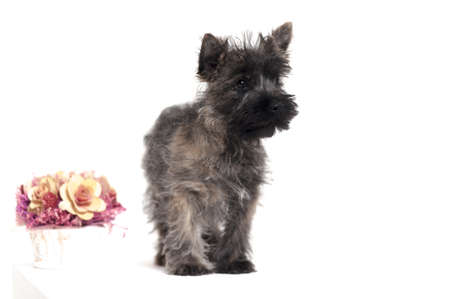 Terrier puppyの写真素材