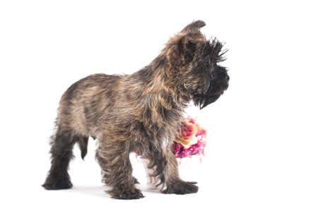 Terrierの写真素材