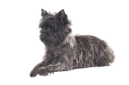 Terrierの写真素材