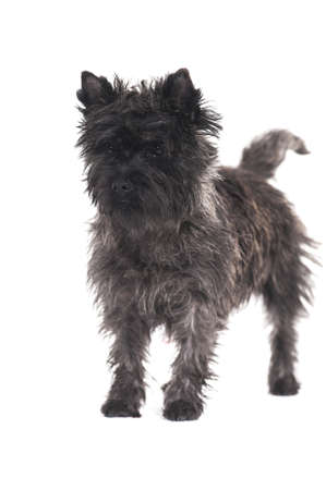 Terrierの写真素材