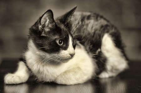 Black and white young cat