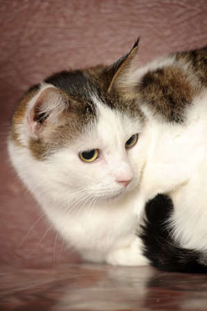 white with gray and striped cat