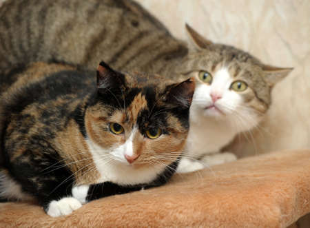 Two European Shorthair