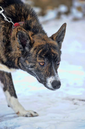 A cute mongrel dog 