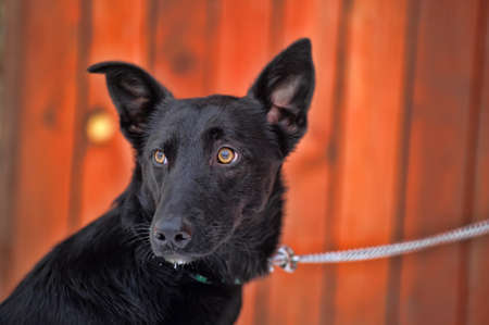 black mongrel with a collarの写真素材
