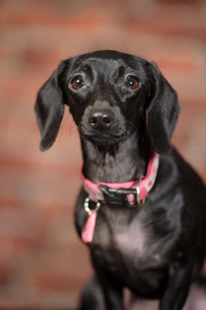 mestis Dachshundの写真素材