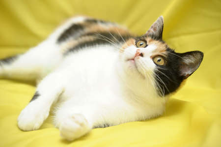 tricolor catの写真素材