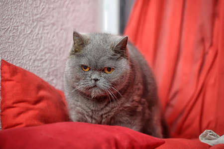 gray British catの写真素材