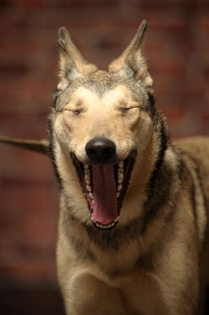 young mongrel dogの写真素材