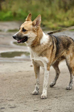 Brown  Mixed-Breed Dog 