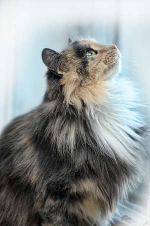 red with gray fluffy cat
