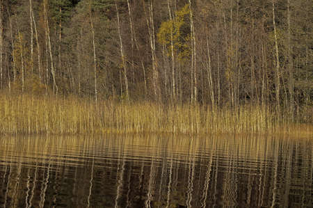 autumn forest reflected in the water