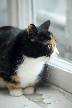 Black and white and red catの写真素材