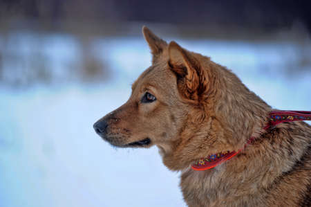 red dog on the snowの写真素材
