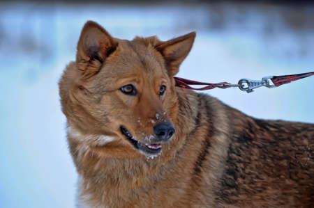 red dog on the snowの写真素材