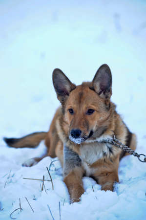 red dog on the snowの写真素材