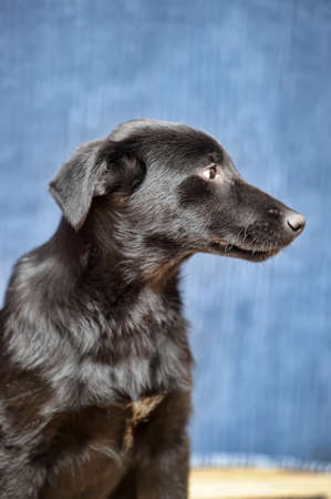 black puppyの写真素材