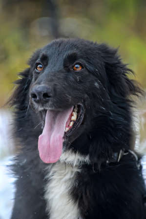 black and white half-breed dog