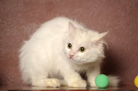 white sick catの写真素材