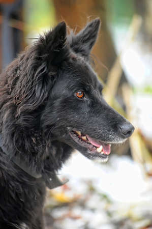 black half-breed dog 