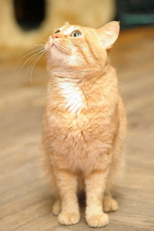 ginger cat