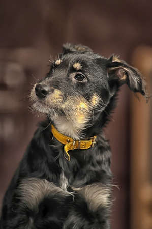 Half-breed terrier puppy