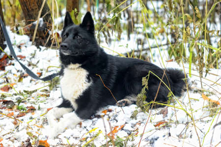 black with white chest mongrel dogの写真素材