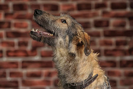 Brown Mixed-Breed Dogの写真素材
