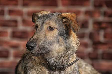 Brown Mixed-Breed Dogの写真素材