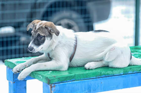 white with brown puppy
