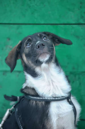 cute puppy on the street in winter